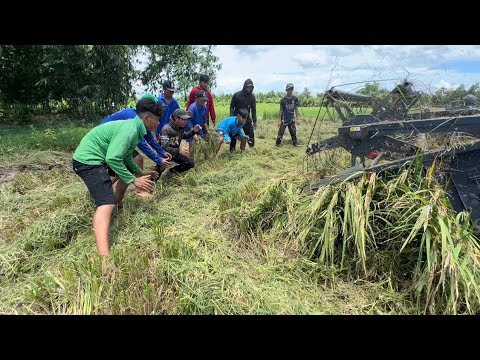 Bắt Chuột Theo Máy Cắt Lúa - Lẩu Chuột Nấu Lá Giang - 2427