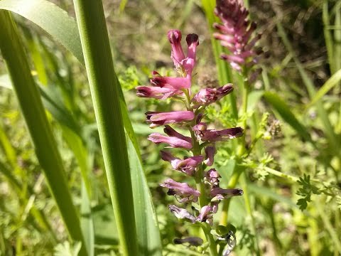 Fumaria officinalis (medicinal plant)