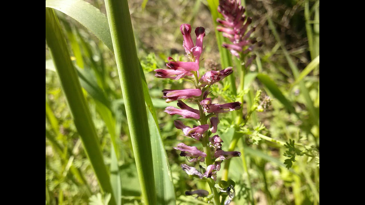 Fumaria officinalis (medicinal plant)