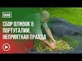 Сбор оливок в Португалии. Неприятная правда.