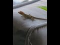 #lizard #backyardwildlife #soundsofnature #fearsoflizard #theywatchingme
