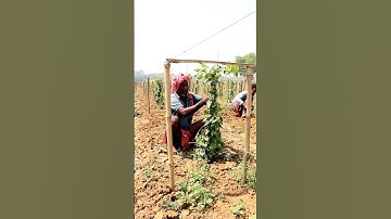 Taking Care of Pointed Gourd Field #shorts
