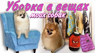 Расхламление вещей Патрика и Мики 🐶 Вкусняшки, амуниция, одежда… #шпиц