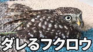 『溶けるフクロウ』ならぬ『ダレるフクロウ』コキンちゃん
