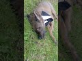 The BrownieDog Show - should this be his theme song?