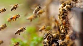 More than Half of Americas (commercial) Honeybees Died last Year