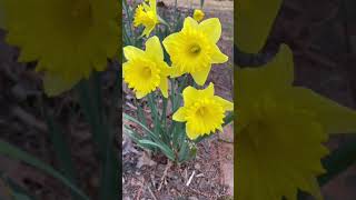 Spring 2024 NJ by AnitaCooks 282 views 2 months ago 1 minute, 48 seconds