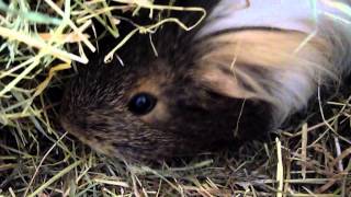 wheezing cooing breath in a guinea pig- not sure what is wrong