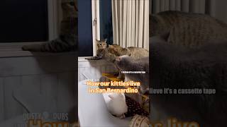 this is ao funny Mrs. Fluffy Bottom #cats #kitty #funnycats