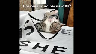 Котёнок помогает)