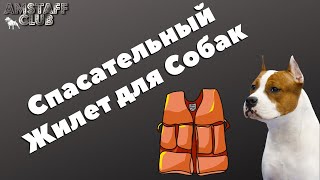 Спасательный жилет для собак. Как научит собаку плавать и не боятся воды. Амстафф клуб.