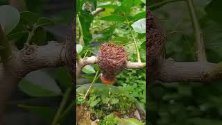 Don't Buy New Plants! Do This Instead