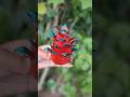 Hand Made Dragon Fruit ||#art #craft #shorts #trending #viral #diy