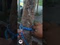 Simple trick knot #Knot #Knots #KnotTying #RopeKnot #TutorialKnot #ropeknot
