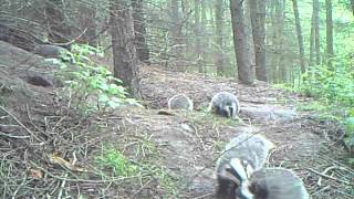 Wild Scottish Badgers: mum looking after cubs. by Chris Sydes 343 views 11 years ago 1 minute, 47 seconds