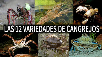 ¿Qué tipo de animal es el cangrejo de río?