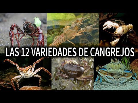 Vídeo: Diferencia Entre Cangrejos De Río Y Cangrejos