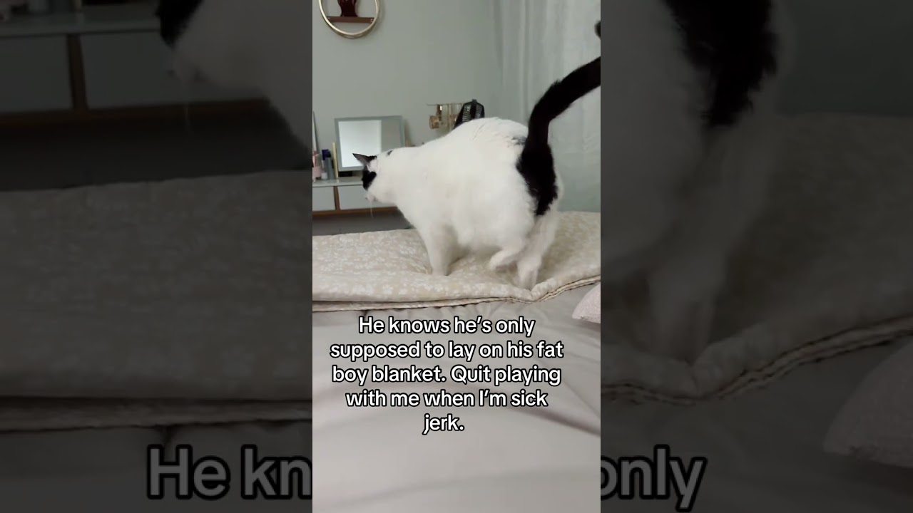   - YouTube Auto PHP Script