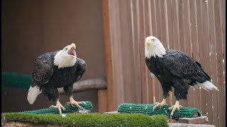 Columbia Gorge Discovery Center's Raptor Program