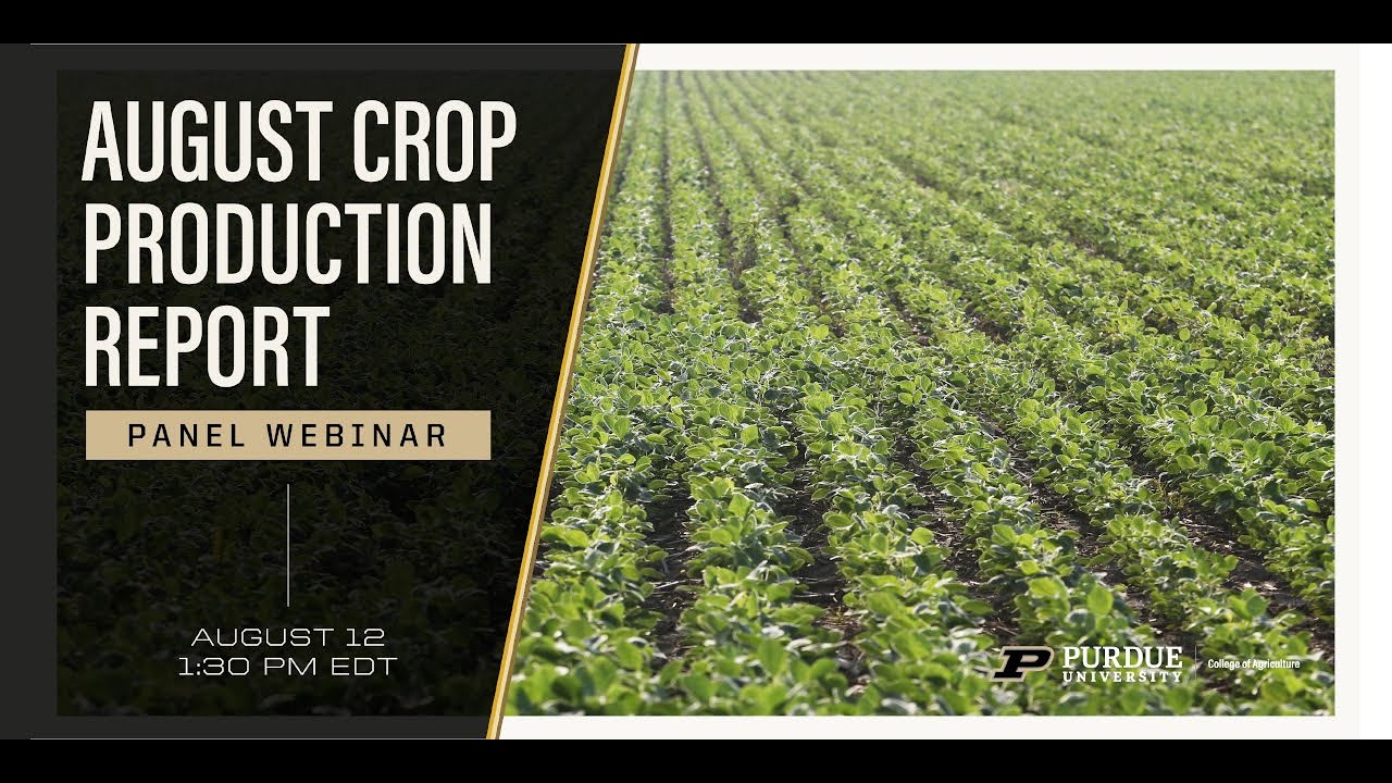 Purdue USDA Crop Production Report Panel Discussion YouTube Purdue usda crop production report panel discussion youtube