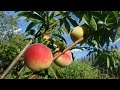 Семейные посиделки УРОЖАЙ / Собираем ягоды / персики как на юге vlog ✔️