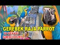 GEREBEK RAJA PARROT DI BEKASI