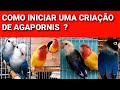 Como iniciar uma criação de agapornis ?