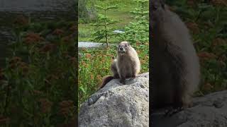 8/17/2025 - Mt. Rainier Hoary Marmot 😍 #hoarymarmot #marmot #mtrainier #mtrainiernationalpark