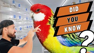 How to DNA SEX your birds 🧬