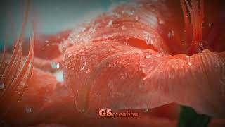 santhithome kanakalil whatsapp status🌹💝🌹