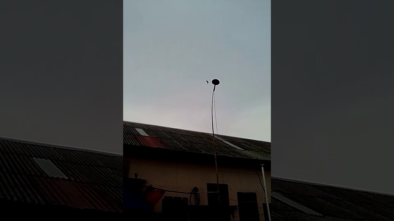 SP RAJA SENJA ORIGINAL,, khusus lintasan dn perang reson awet jos tempel reruuuuuus, 👍👍👍