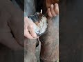 #asmr #fyp #horse #shorts #trending