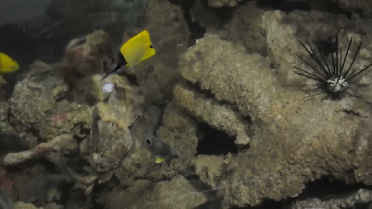 video editing software free Matt Pedersen's 300 Gallon Pond at Feeding Time