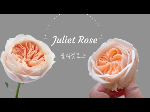 앙금플라워 줄리엣로즈, <strong>호접란</strong>/ Juliet Rose / Orchid /flower piping techniques