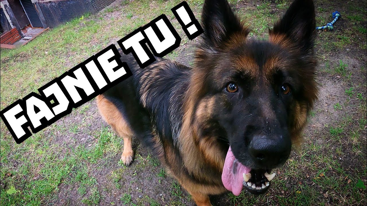 Codzienny spacer z owczarkiem niemieckim vol. 18 ( 4K Ultra HD ) YouTube