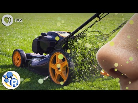 Video: Ali paradižnik diši po travi?