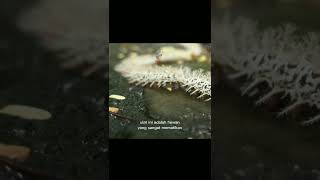Fakta Hewan Ulat Badut Malas|si kecil lucu yg mematikan#shorts #animals #viral #tiktok #video #video