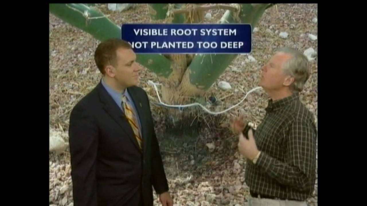 Dying Palo Verde Trees - YouTube