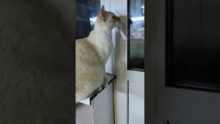 чирикает😸 #cats #cat #catvideos