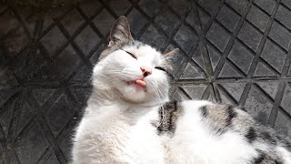 Cute Cats have a Special relationship with their owners  | In our daily lives