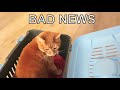 Alvi cat : bad news from the vet