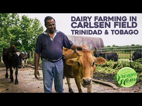 Visit to Dairy Farm #2 in Carlsen Field, Chaguanas, Trinidad & Tobago | GrownHome