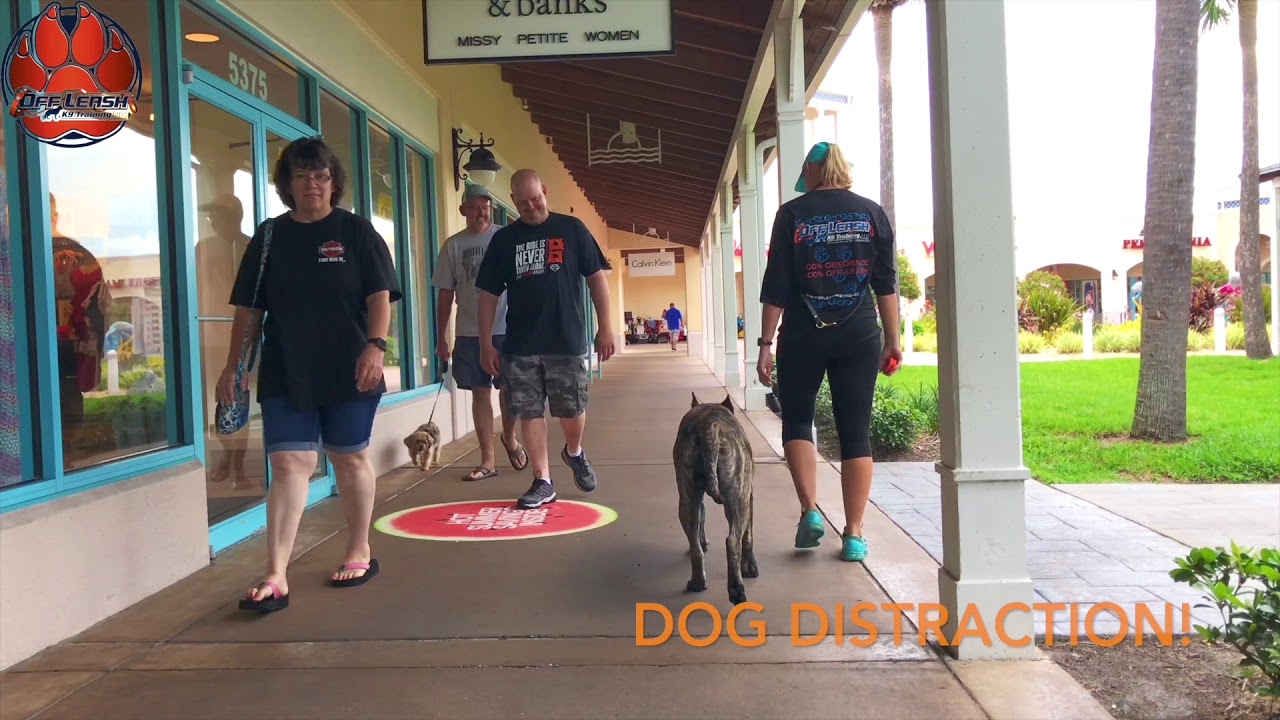 Jefe Before and After 1 Year Old Presa Canario