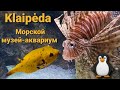 Клайпеда. Морской музей-аквариум.  Бесплатно.