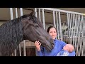 What do Uniek and the other Friesian horses think of my baby?