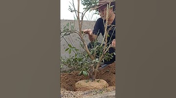 Cách trồng quất ra quả và chín đúng dip tết