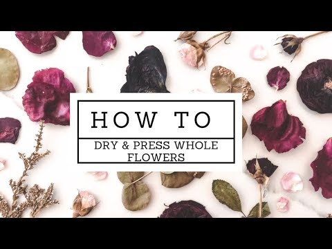 Como flores inteiras pressionado e preservam (PARTE 2)