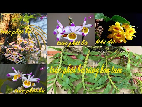 Video Lan rừng tối 19/8/2022(ship30k)Kiều dẹt, Trúc phật bà... - youtube