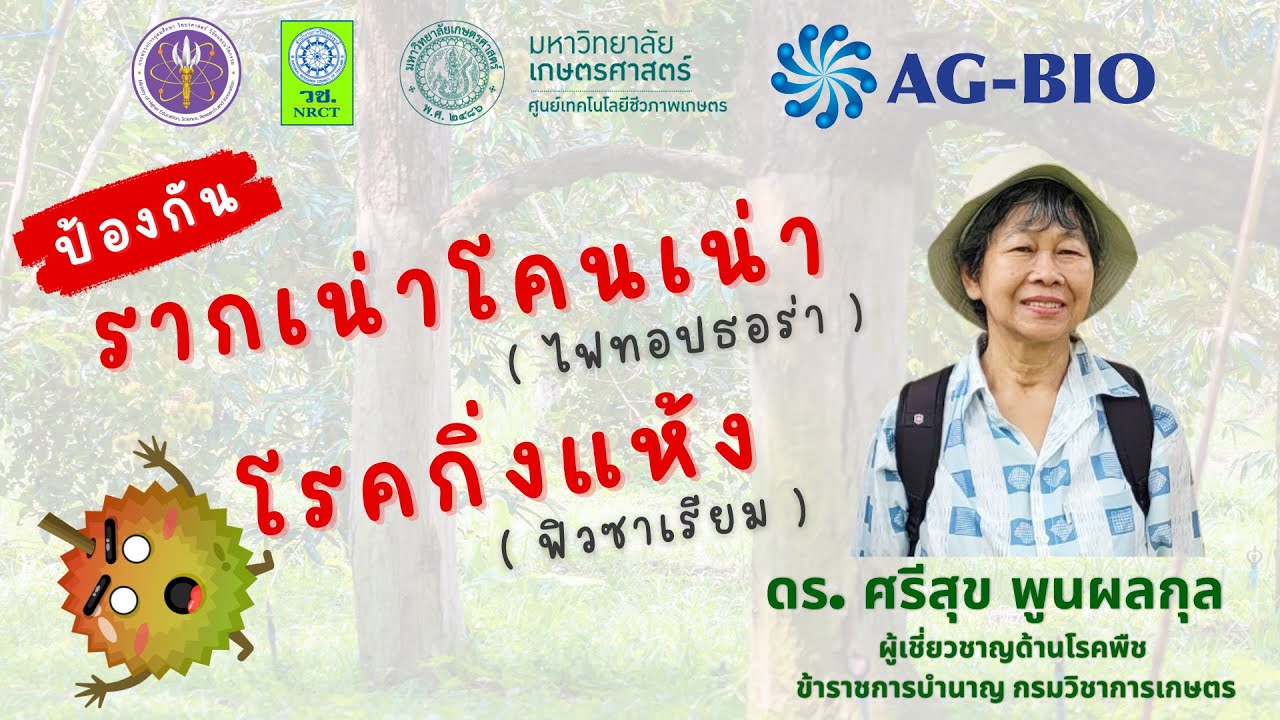 ป้องกันรากเน่าโคนเน่า (ไฟทอปธอร่า) โรคกิ่งแห้ง (ฟิวซาเรียม) ในทุเรียน