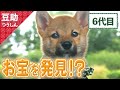 しゅたたっ!お宝めがけて一直線?6代目【豆助通信】<柴犬・豆柴>Japanese dog mameshiba